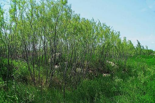 Willows-willowssm.jpg