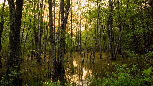 Flooded Forest-dsc_7623.jpg