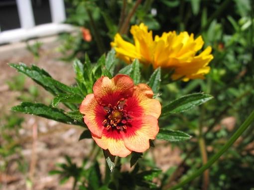 Flower Macro Shots-redyellow.jpg