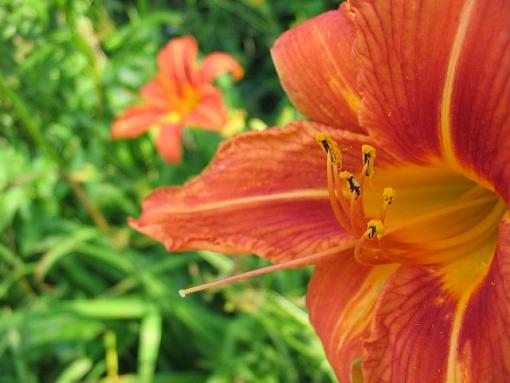 Flower Macro Shots-daylillies.jpg