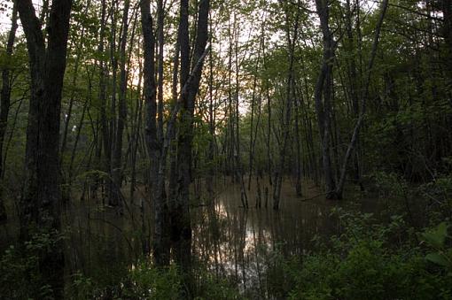 Flooded Forest-dsc_7623.jpg