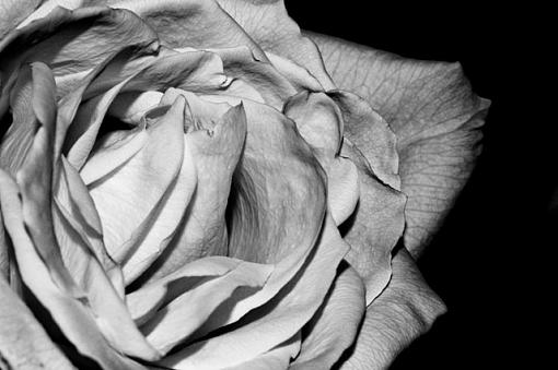 Petals-dsc_7675-edit.jpg