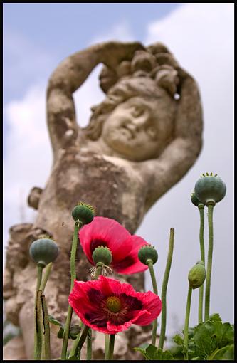 Polesden Lacey - 2nd Visit-poppy-01-jpg-small.jpg