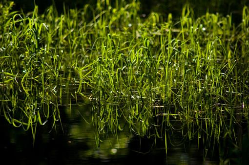 Floating on the water-dsc_8180.jpg