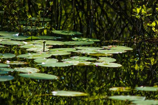 Floating on the water-dsc_8195.jpg