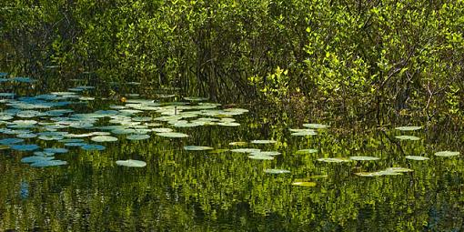 Floating on the water-dsc_8196.jpg