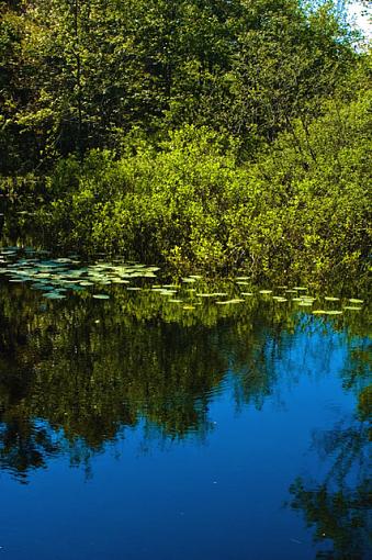 Floating on the water-dsc_8203.jpg