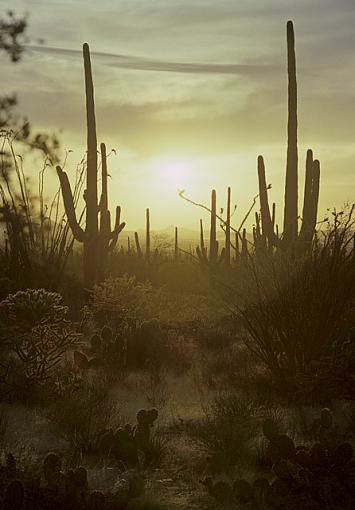 A Walk Through the Enchanted Desert-tucsondesert1_1_1px640.jpg