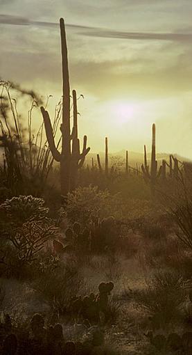 A Walk Through the Enchanted Desert-tucsondesert1_1_1px640.jpg