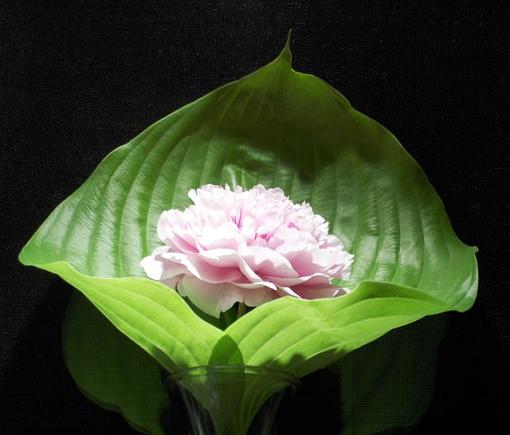 Plantain Peony-hpim0755.jpg