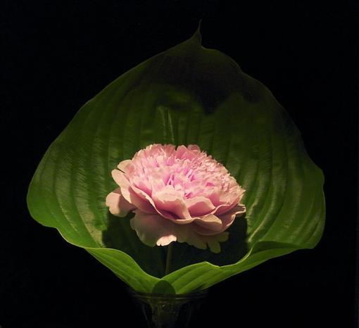 Plantain Peony-hpim0762.jpg