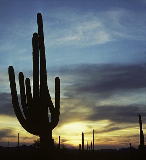 Another Cactus and Sunset-tucsondesert5_wide_px640.jpg