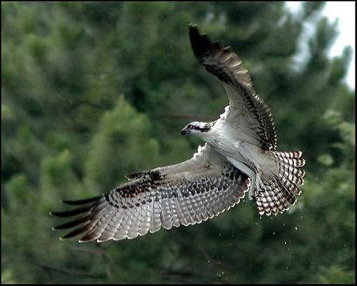 My Best Osprey-osprey_8_filtered.jpg