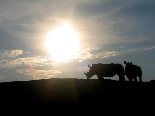 Rhinos Against the Sun-img-17.jpg