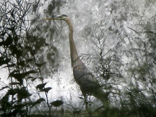 Blue Heron 24x Digital-img_1699-81-edit.jpg