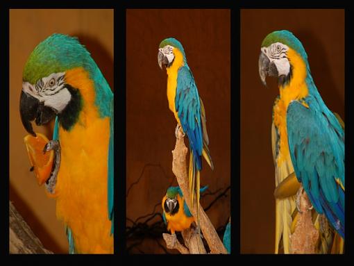 triptych tryout-parrots-triptych.jpg