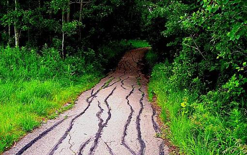 Assiniboine Forest-yellowbrickroadsm.jpg