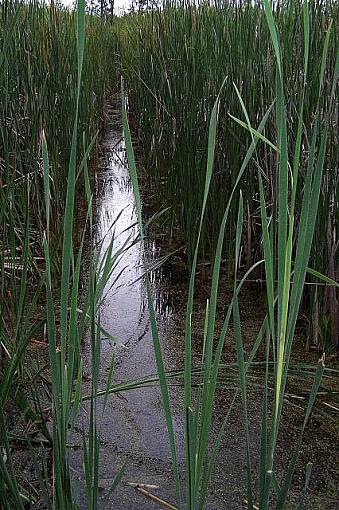 Assiniboine Forest-marshsm.jpg