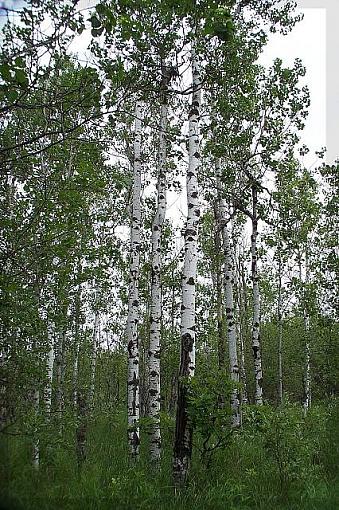 More Assiniboine Forest-birchsm.jpg