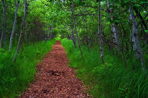 More Assiniboine Forest-woodpathsm.jpg