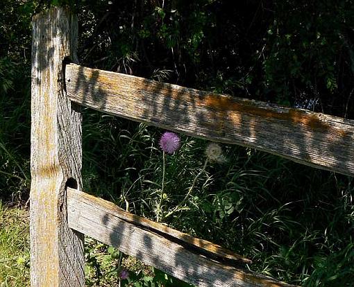 Any potential here?-fence-flower.jpg