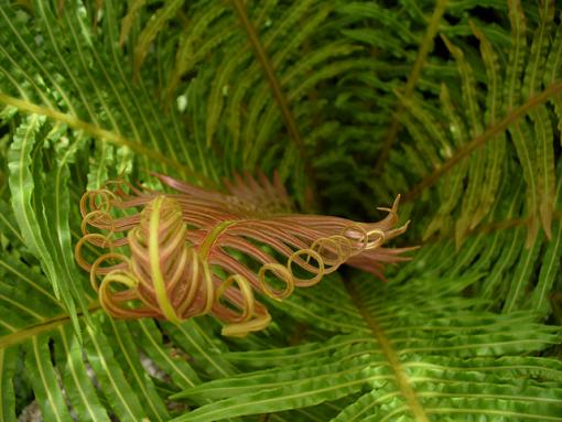 Giant Fern-giantfern.jpg