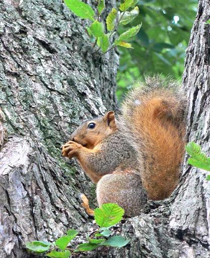 Fox squirrel - why?-fox-squirrel.jpg