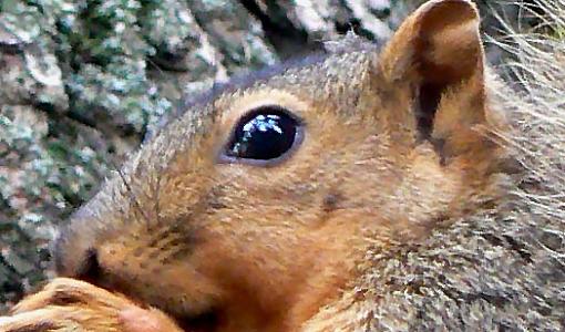 Fox squirrel - why?-head.jpg