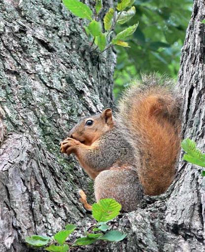 Fox squirrel - why?-fox-squirrel-copy.jpg