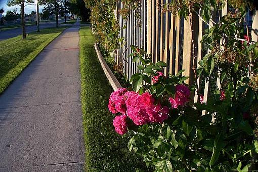 Street Flowers-roseontheblocksm.jpg