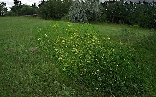 Long Grass Land-prairiepreserve1sm.jpg