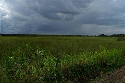 Long Grass Land-longgrass2sm.jpg