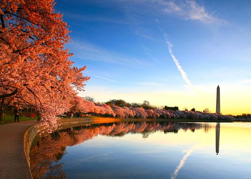 4 Seasons of the Tidal Basin-tb001-spring.jpg