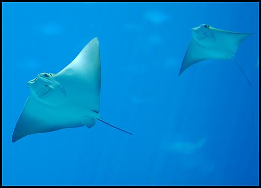 Georgia Aquarium, Part Two-rays.jpg