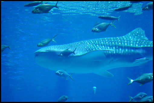 Georgia Aquarium, Part Two-whale.jpg