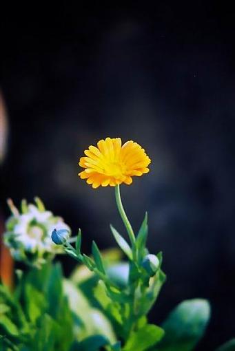 yellow flower-f1000001b.jpg