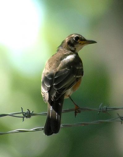 Bird on wire-dsc_0016-copy.jpg