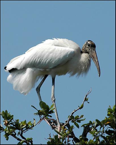 Storks-wood_stork_2.jpg