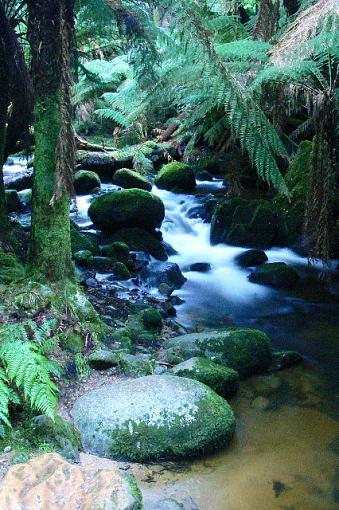 Rainforest Creek-rainforest-creek.jpg