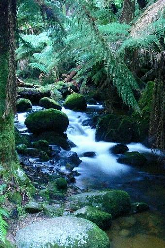 Rainforest Creek-rainforest-creek.jpg