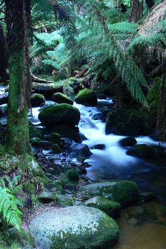 Rainforest Creek-1forest-creek.jpg