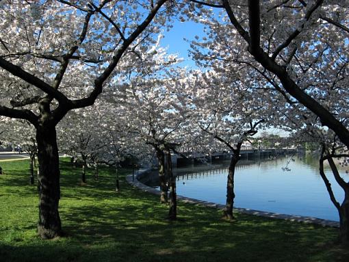 Cherry Blossoms Around the Tidal Basin-cherry.jpg