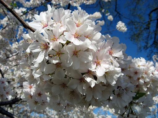 Cherry Blossoms Around the Tidal Basin-blossoms.jpg