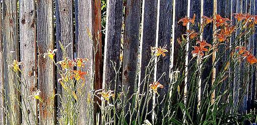 Day Lillies in the Back Lane-lilliessm.jpg