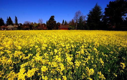 Waist high in mustard?-true-colors.s.jpg