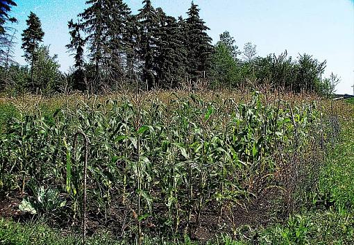 Corn Garden-corngardensm.jpg