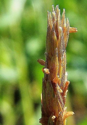 Corn Garden-cornplantsm.jpg