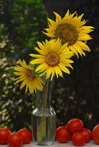 Window Sill Sunflower-dsc_5394-4-640.jpg