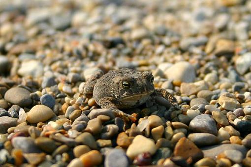 Lake Michigan Squatter-img_4645.jpg