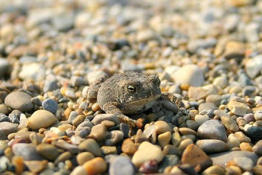 Lake Michigan Squatter-img_4645li.jpg